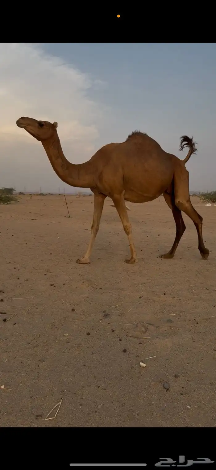 ناقه ساحلية ملاقي طيبه 2