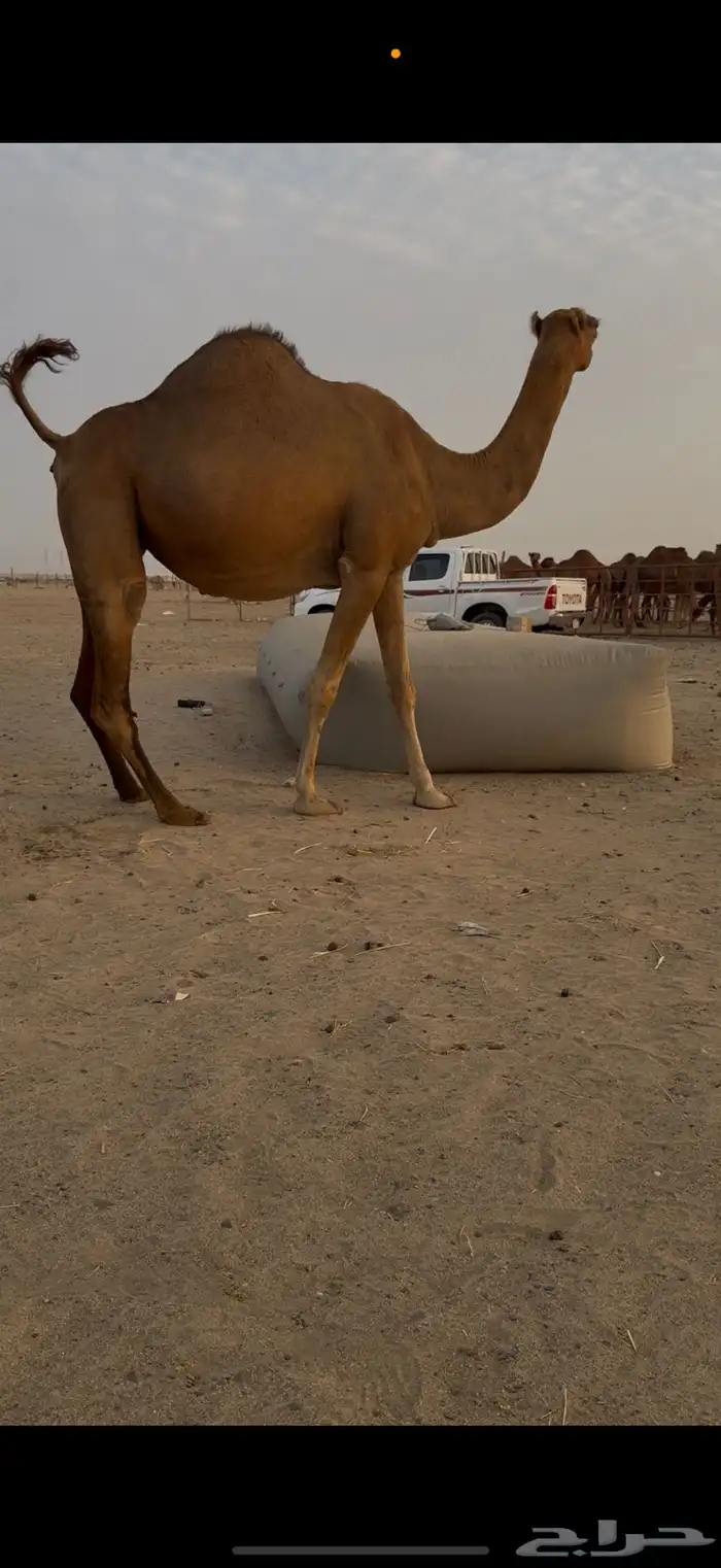 ناقه ساحلية ملاقي طيبه 1