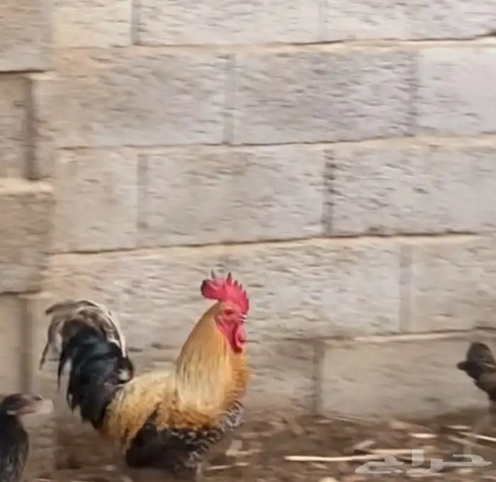 ديوكه للبيع 1