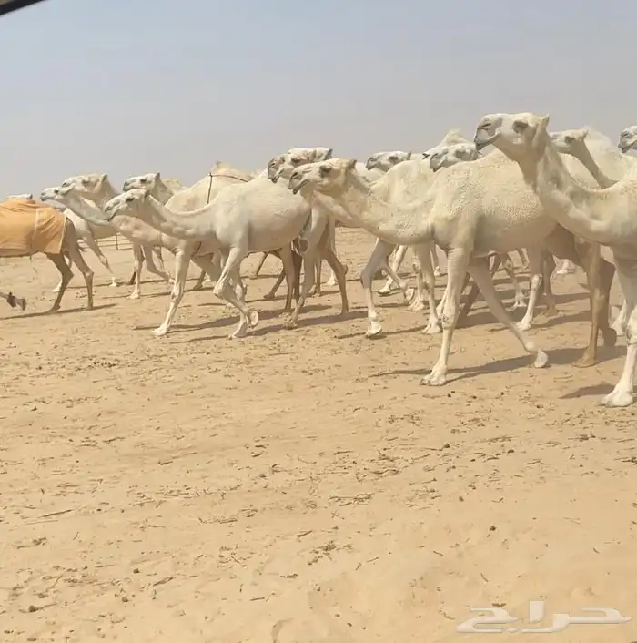 ذود ابل وضح كفو وطيبه واشباب للبيع 7