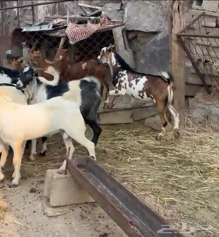 تيوس ذبايح جذعان سلخ وتوصيل 2