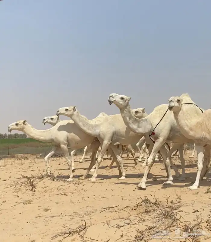 ذود ابل وضح كفو وطيبه واشباب للبيع 13