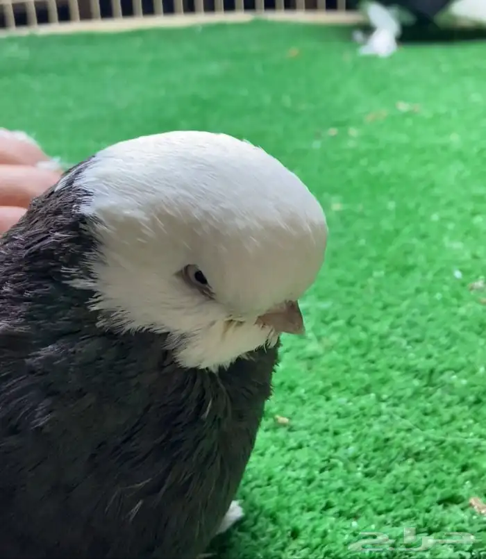 زوج لونق بول هد 6