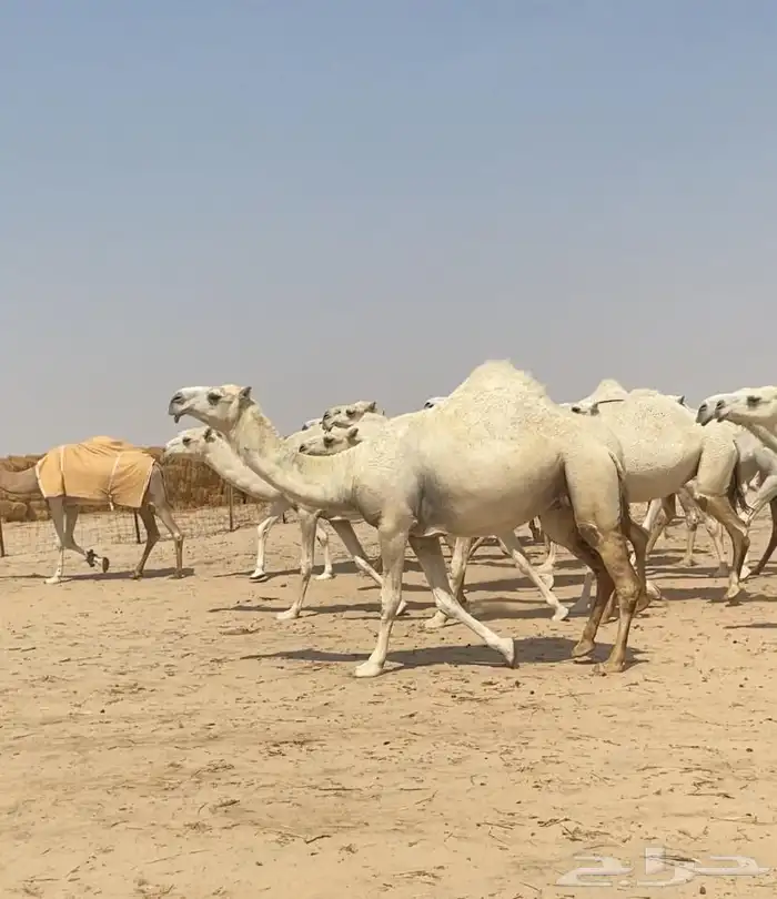 ذود ابل وضح كفو وطيبه واشباب للبيع 10
