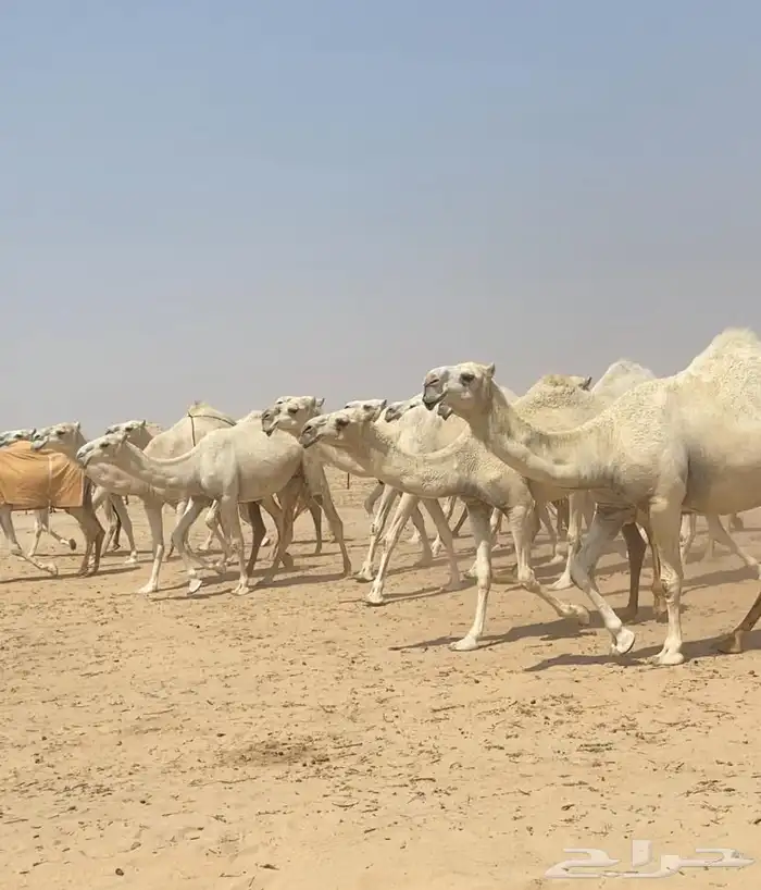 ذود ابل وضح كفو وطيبه واشباب للبيع 3