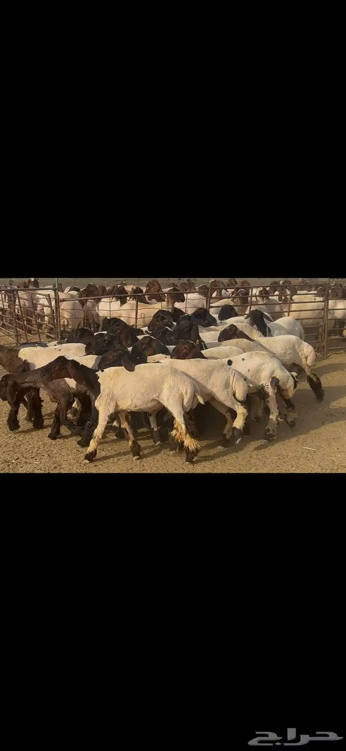 جذعات نعيم درع . 15
