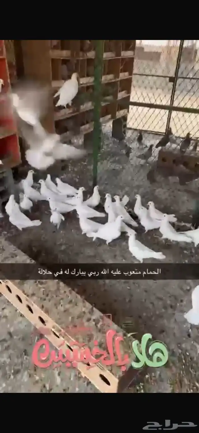 مشروع حمام لاحم فرنسي وسلفر 2