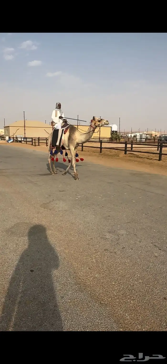 رحول رباع طوع 3