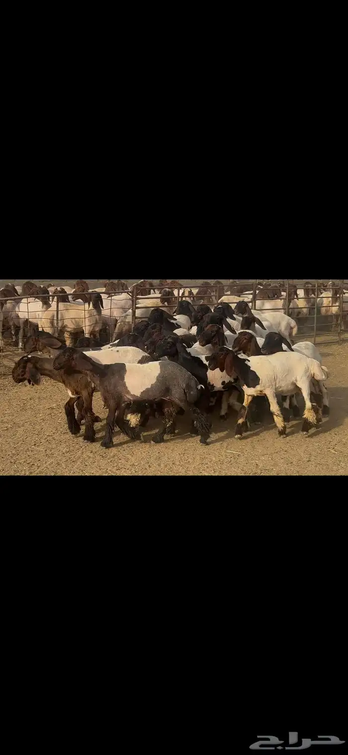 جذعات نعيم درع . 16