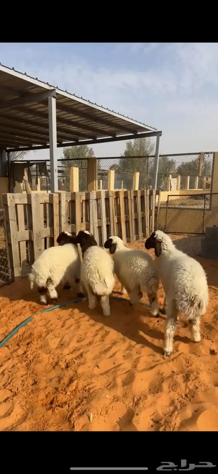 هرافا نعيم 3