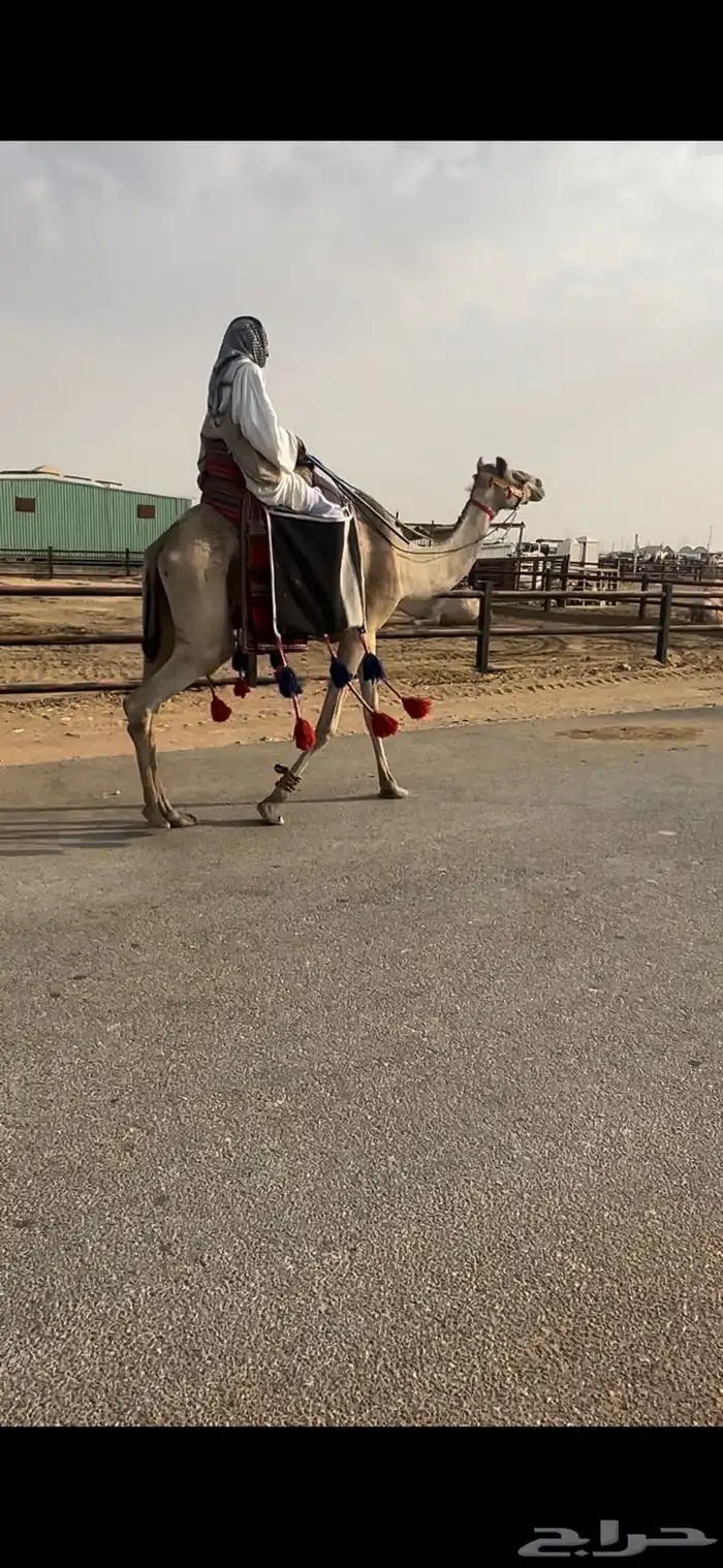رحول رباع طوع 0