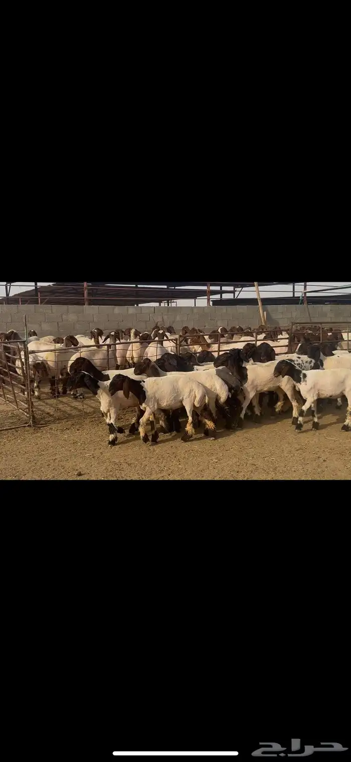 جذعات نعيم درع . 0