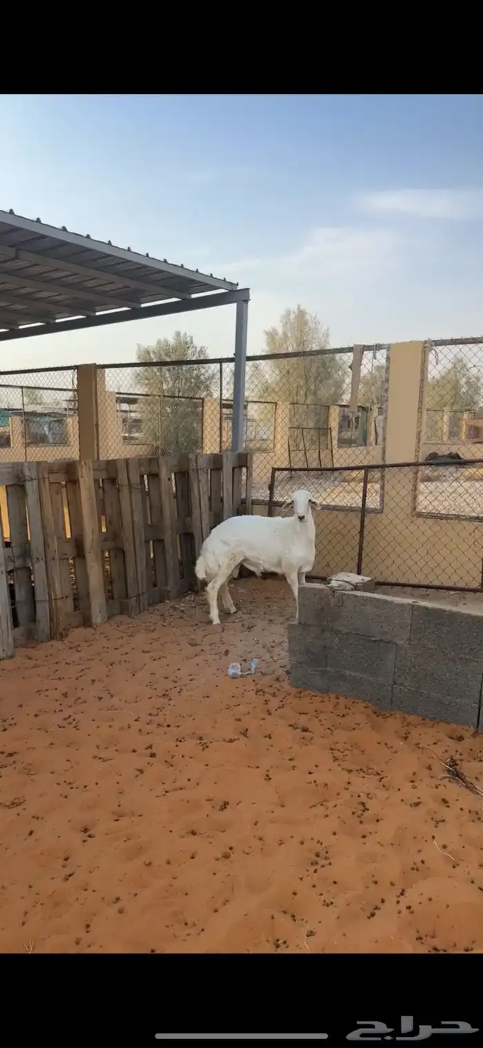 خاروف حري فاخر 1
