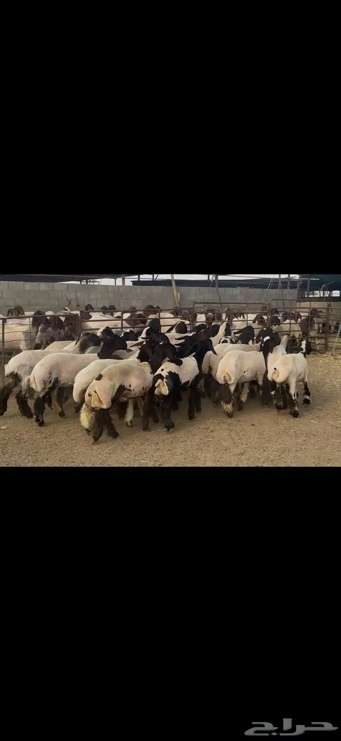 جذعات نعيم درع . 13
