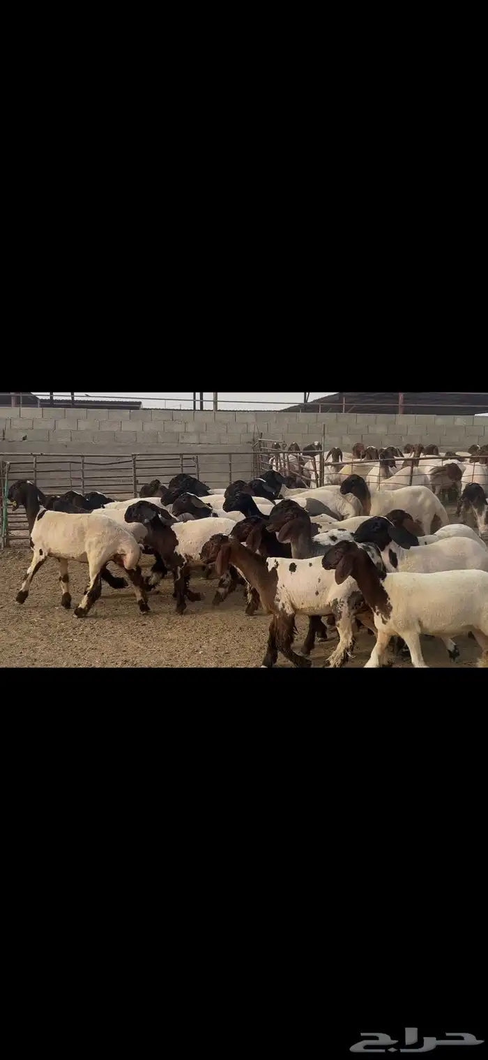 جذعات نعيم درع . 3