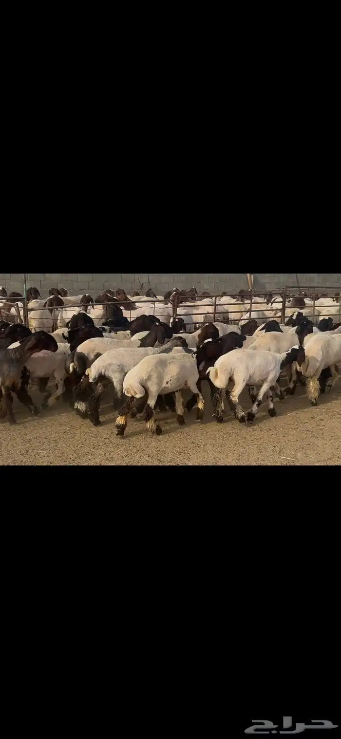 جذعات نعيم درع . 18