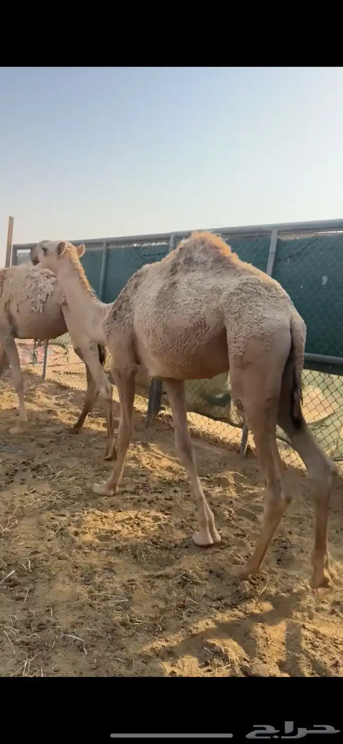 مفاريد شقح قعدان ثنين طيبات مقفله شحمه الخرج 11