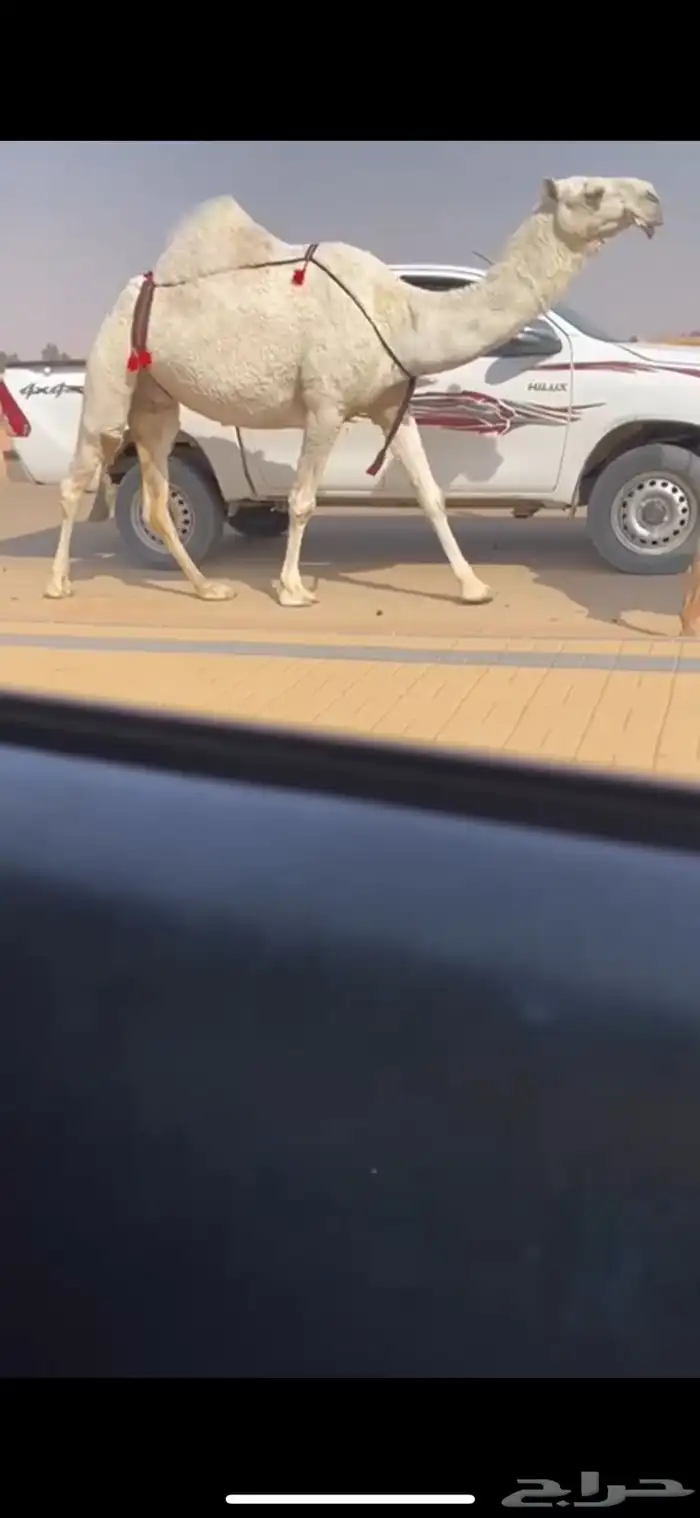 عشرا وضحا مبيوع حاشيها كفو جدا رمانيه 1