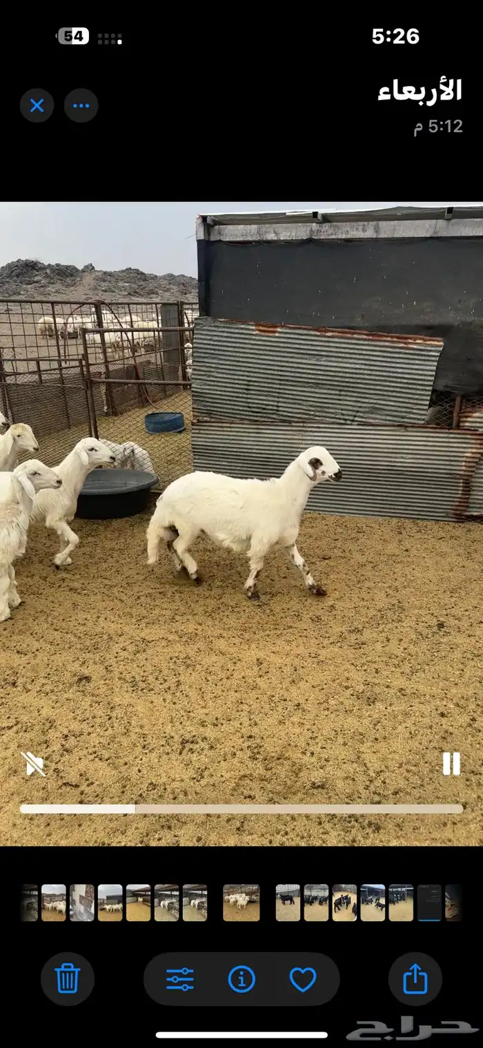 خرفان ذبايح طيبه 0