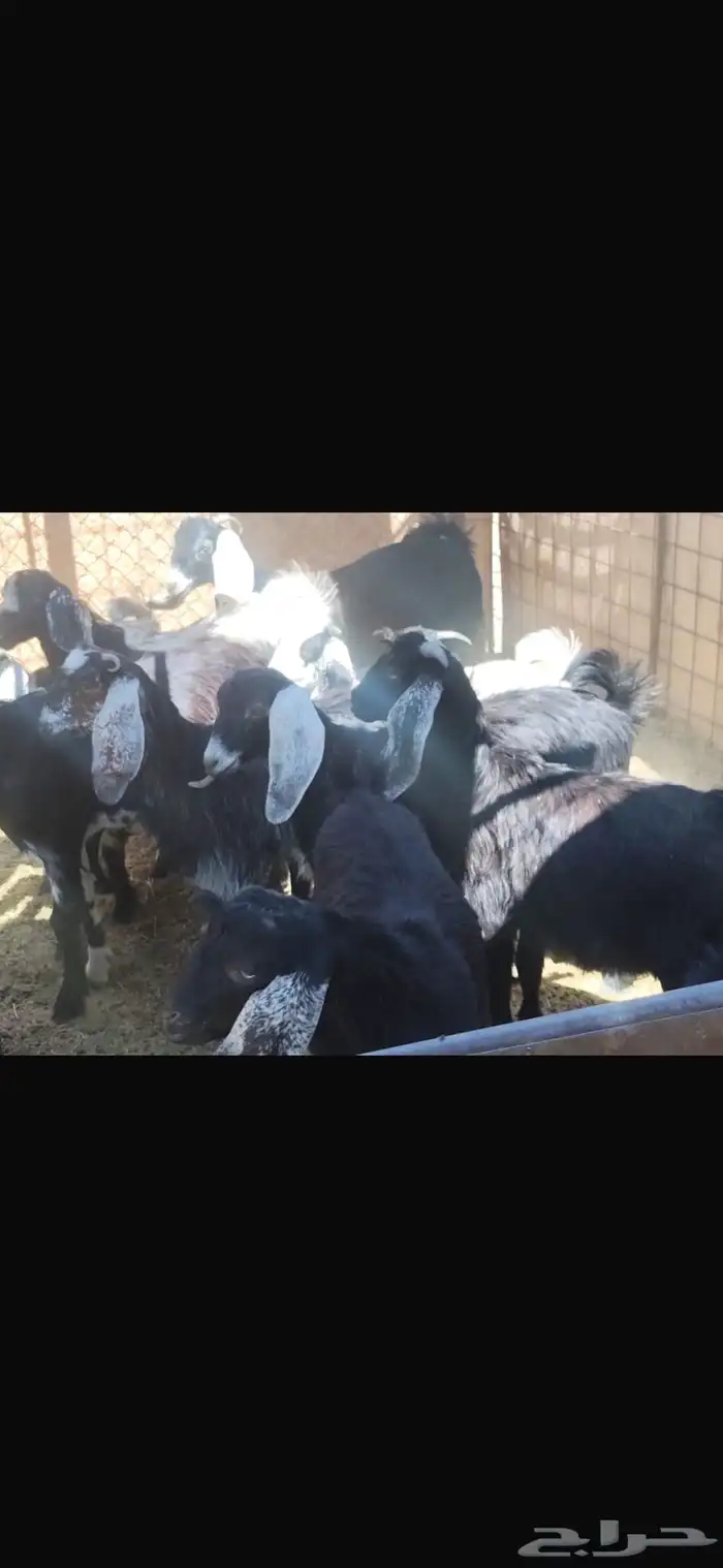 جفار وتيوس العدد 11 الجاد التواصل ع الرقم والواتس 0