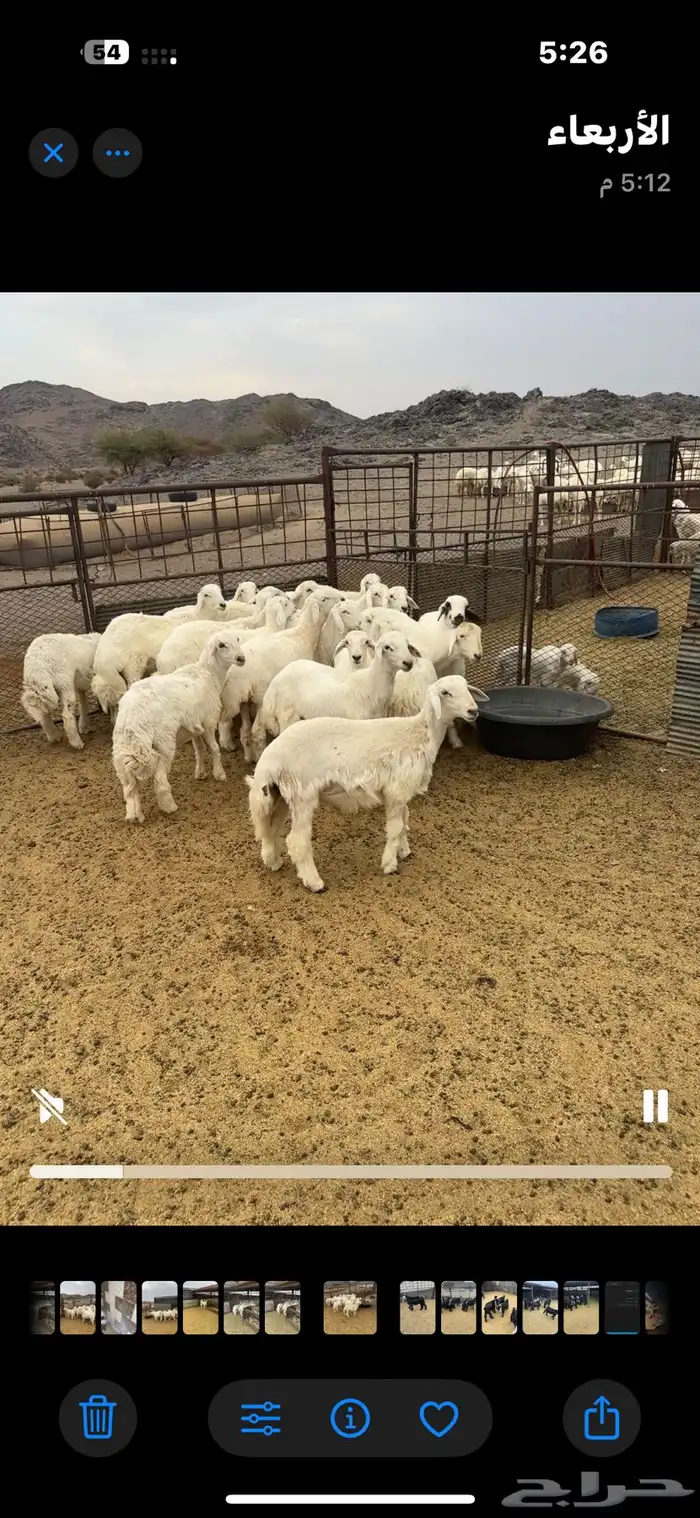 خرفان ذبايح طيبه 1