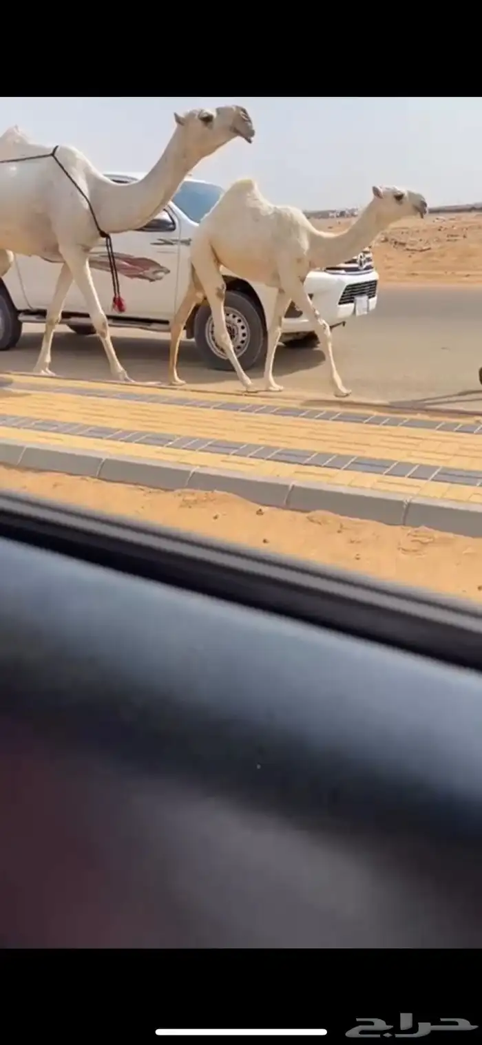 عشرا وضحت بكر عليانيه كفو جدا حدرها بكره وضحا 2