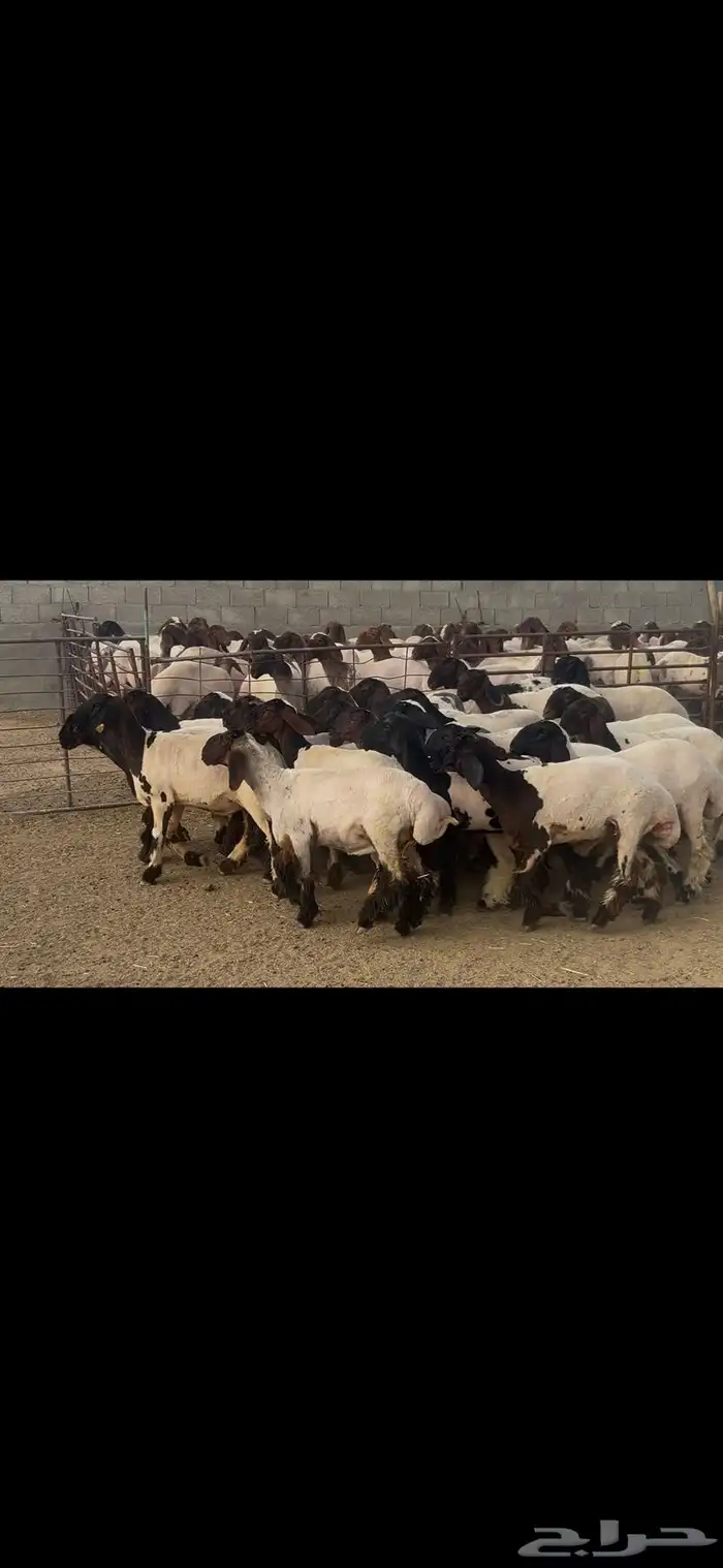 جذعات نعيم درع . 8