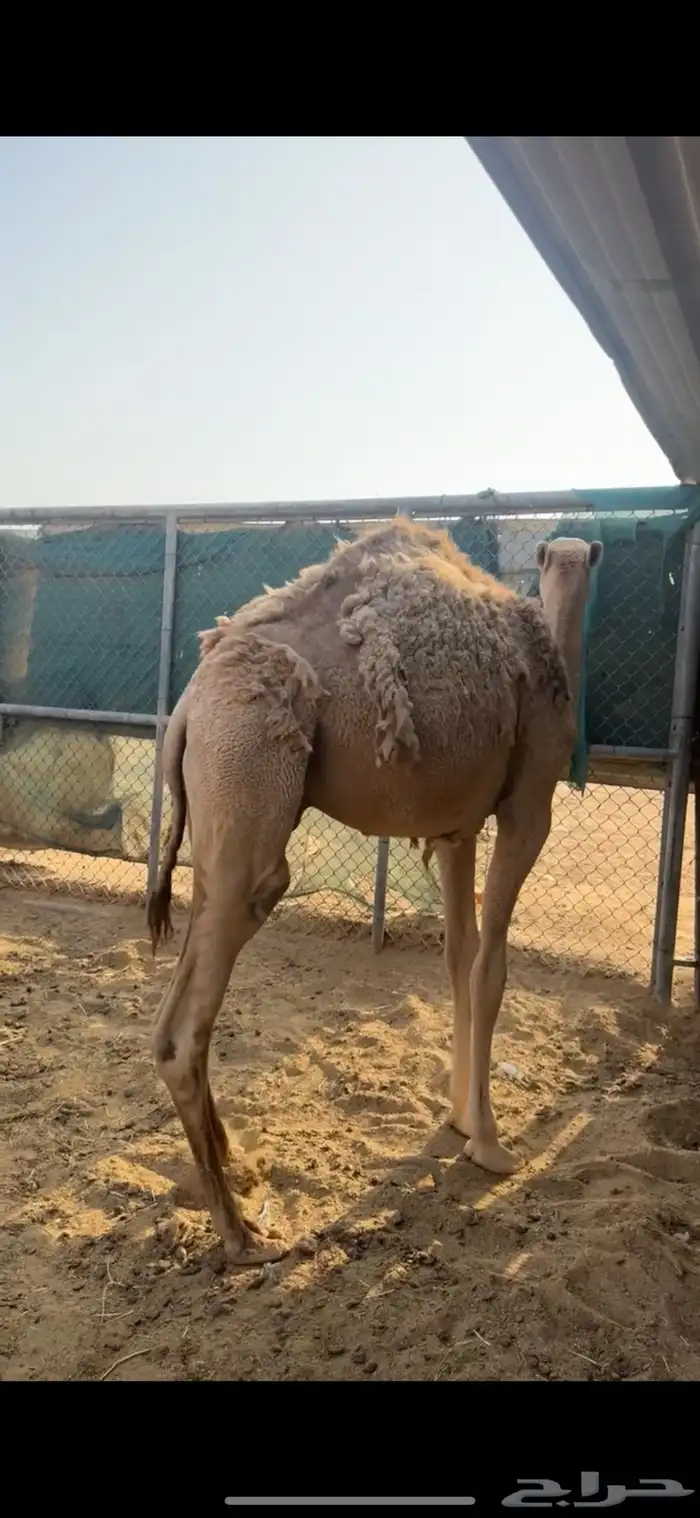 مفاريد شقح قعدان ثنين طيبات مقفله شحمه الخرج 4