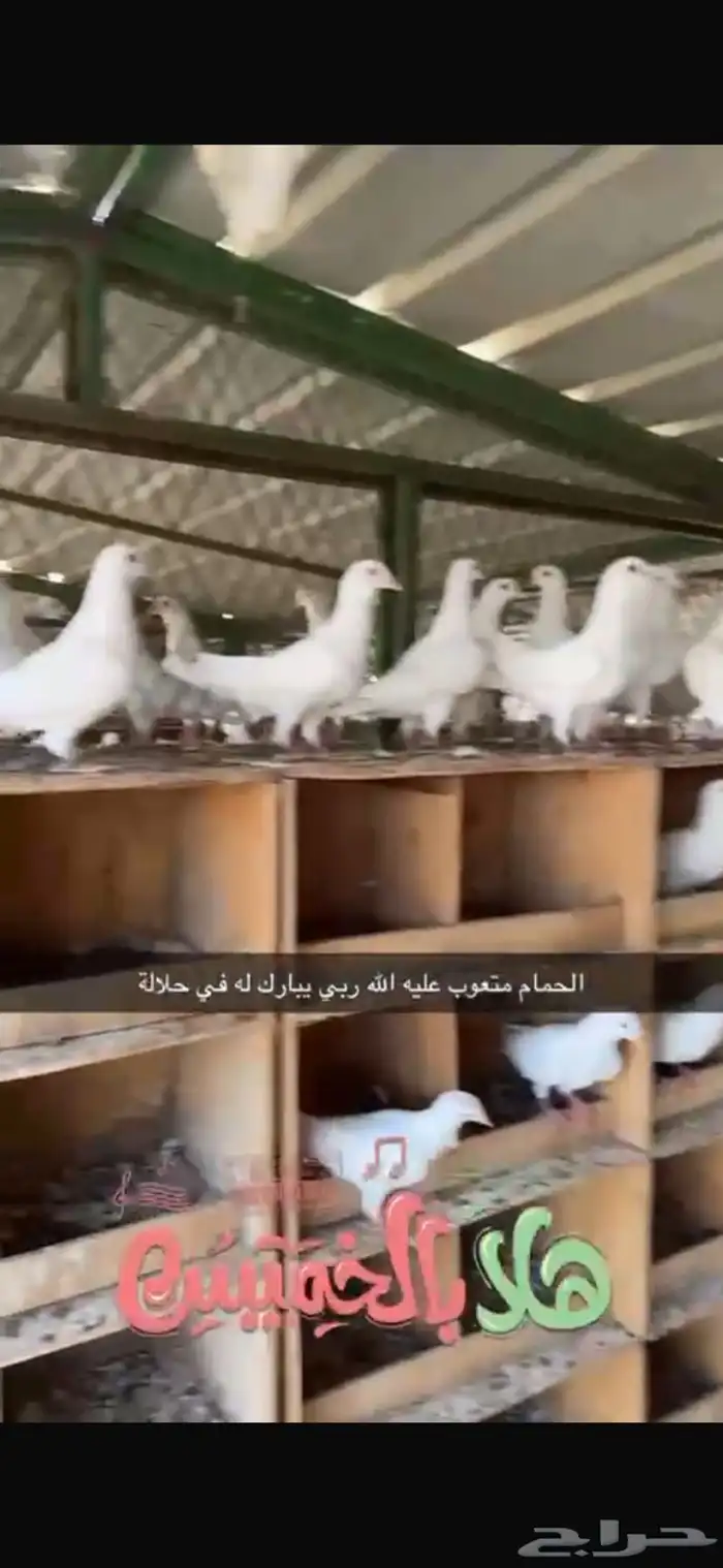 مشروع حمام لاحم فرنسي وسلفر 1