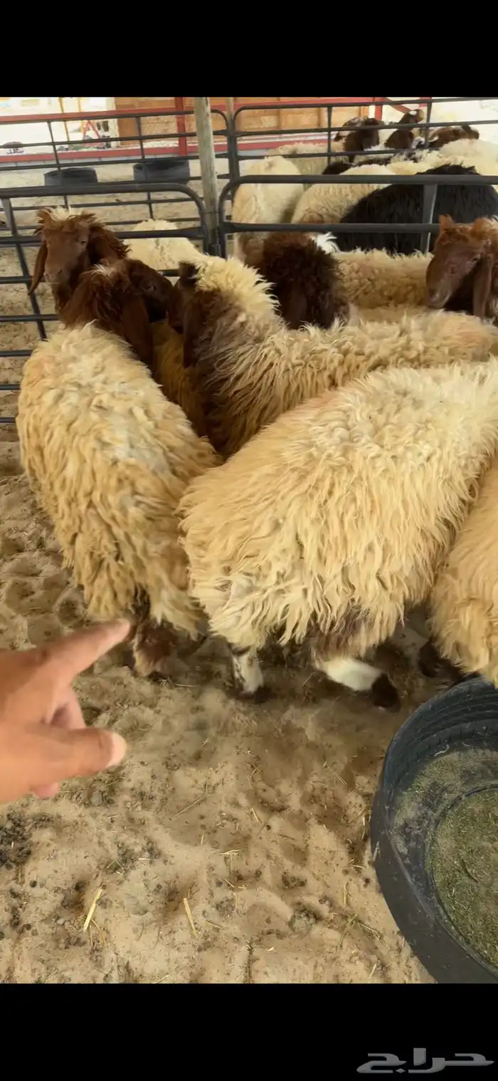 رخال ذبايح للبيع 0