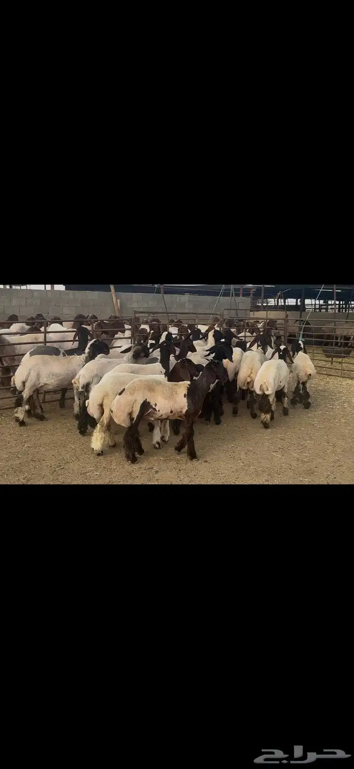 جذعات نعيم درع . 11
