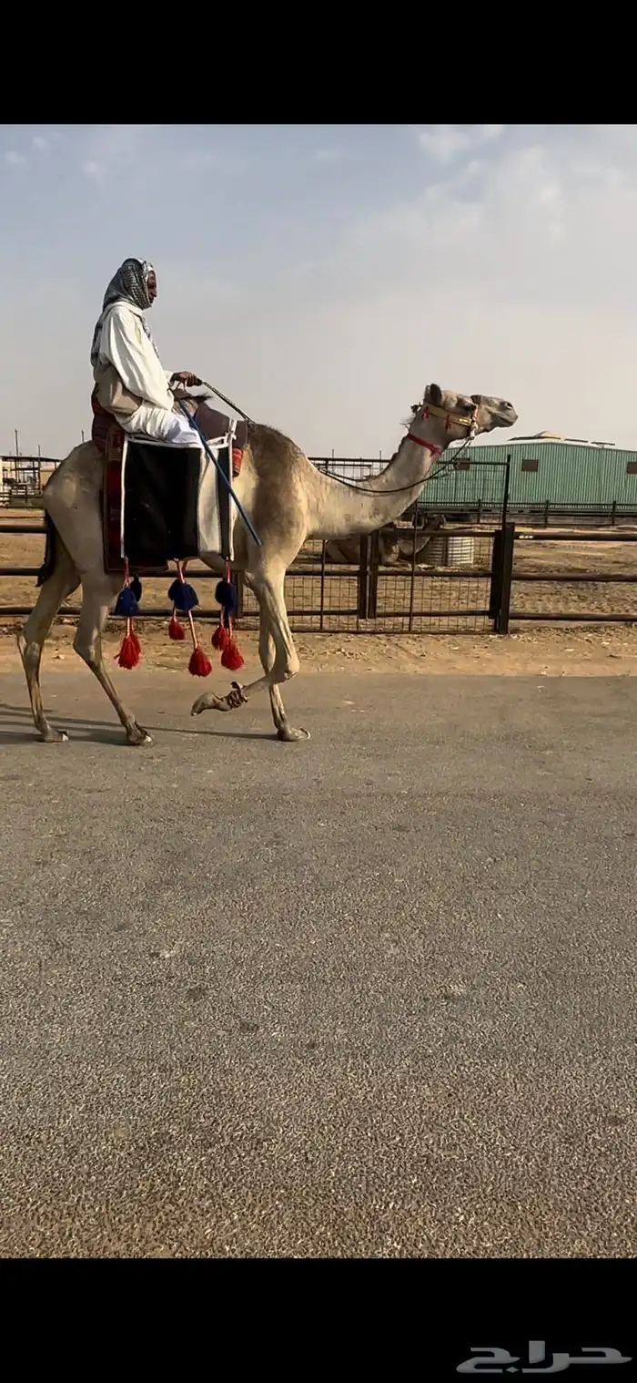 رحول رباع طوع 2