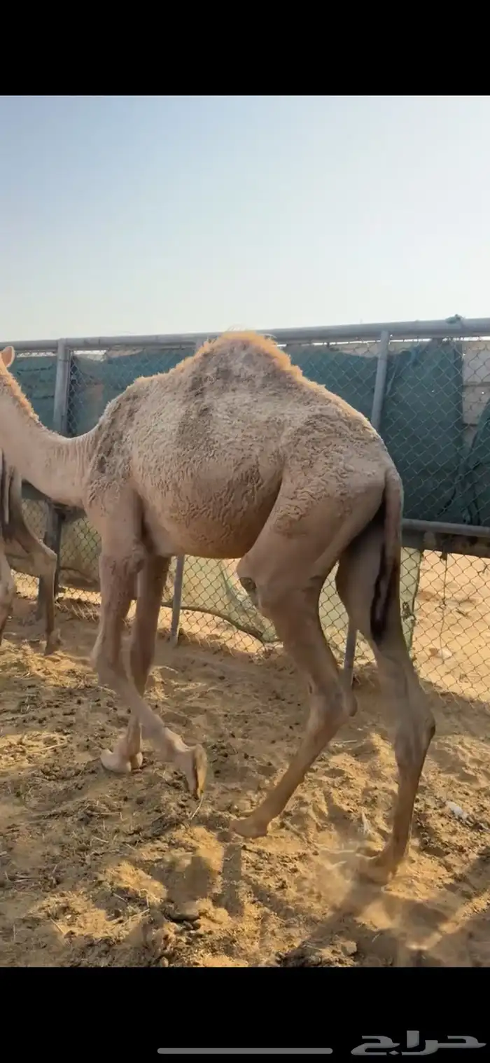 مفاريد شقح قعدان ثنين طيبات مقفله شحمه الخرج 1