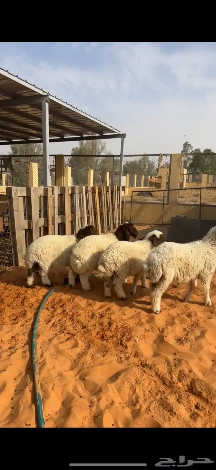 هرافا نعيم 2