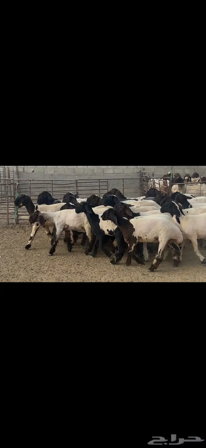 جذعات نعيم درع . 20