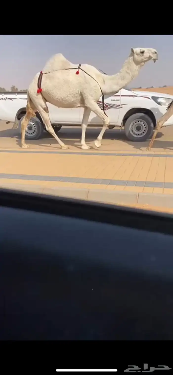 عشرا وضحا مبيوع حاشيها كفو جدا رمانيه 2