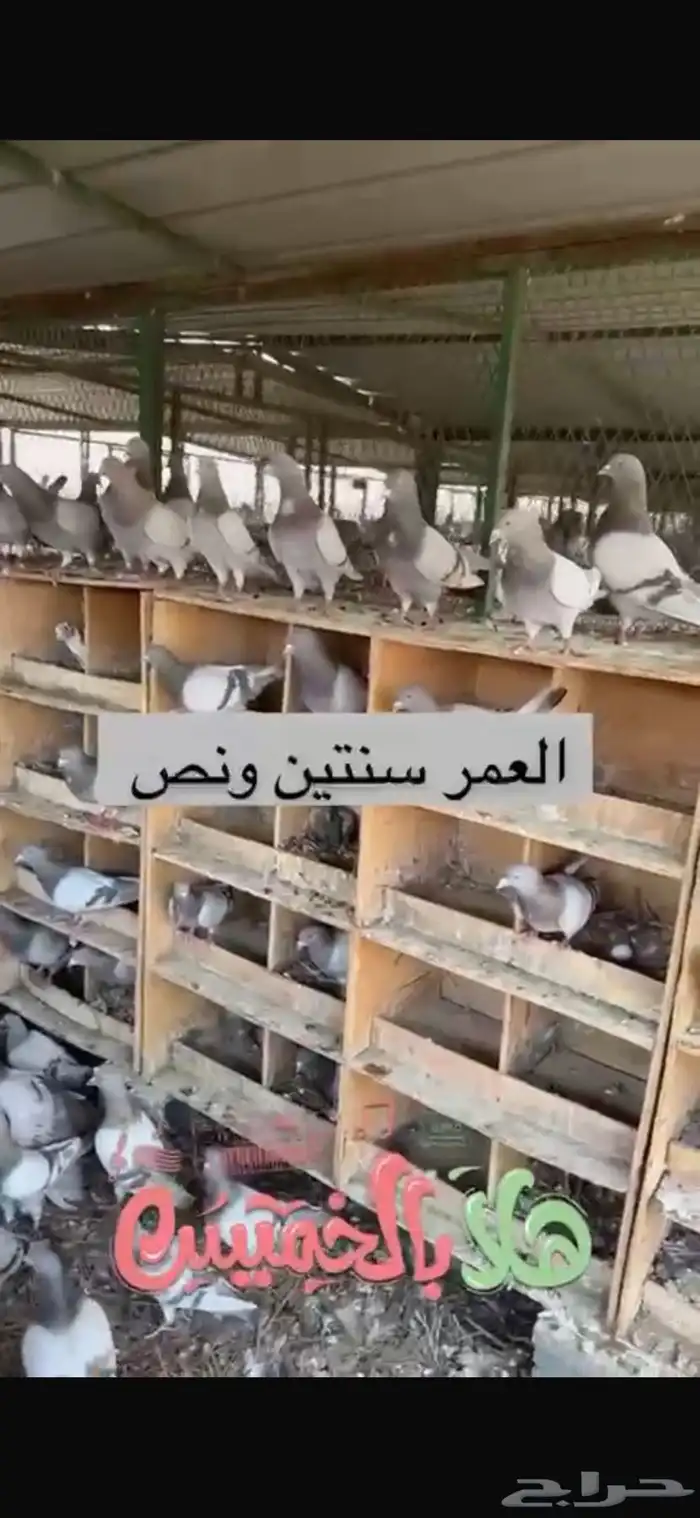 مشروع حمام لاحم فرنسي وسلفر 11