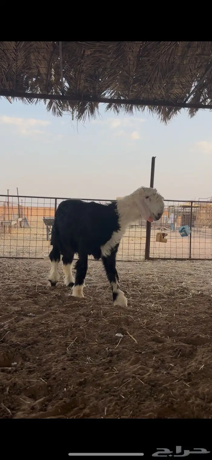طلي نجدي كفو ومستقبل فحل ناادر 2