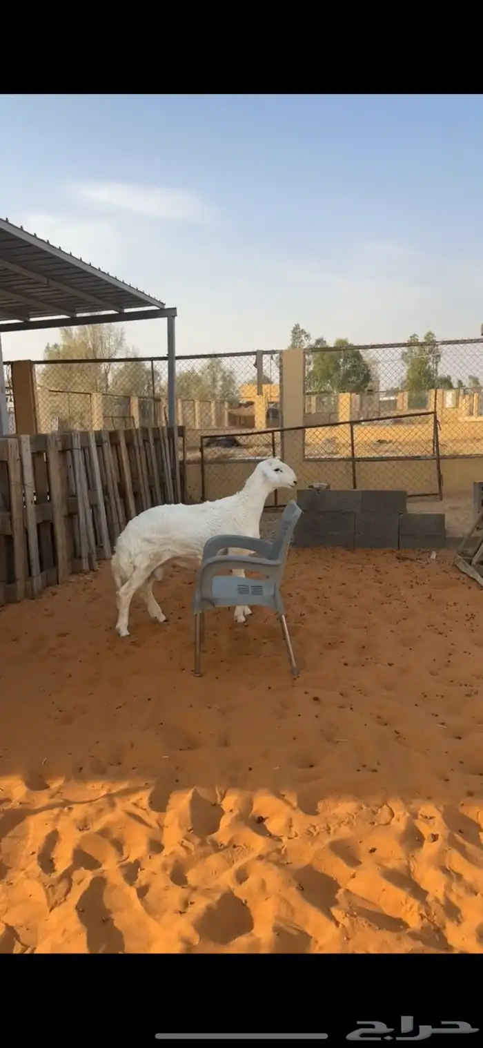 خاروف حري فاخر 0