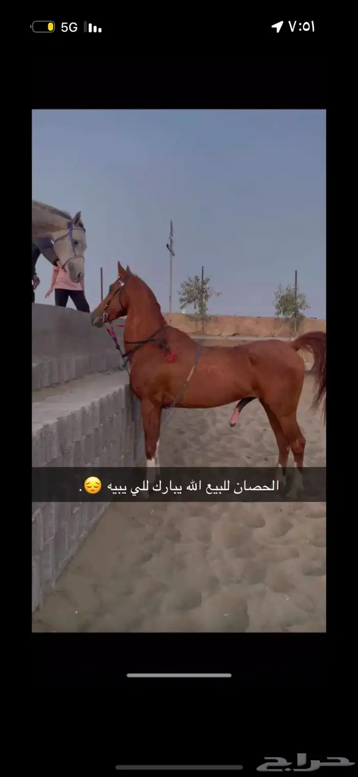 خيل حصان شعبي 0