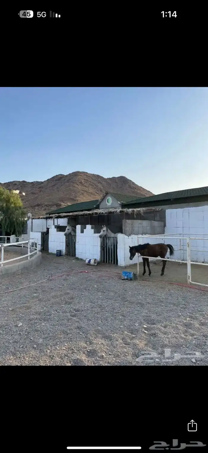 مربط فرسان المدينه ايواء وتعليم الفروسيه 4