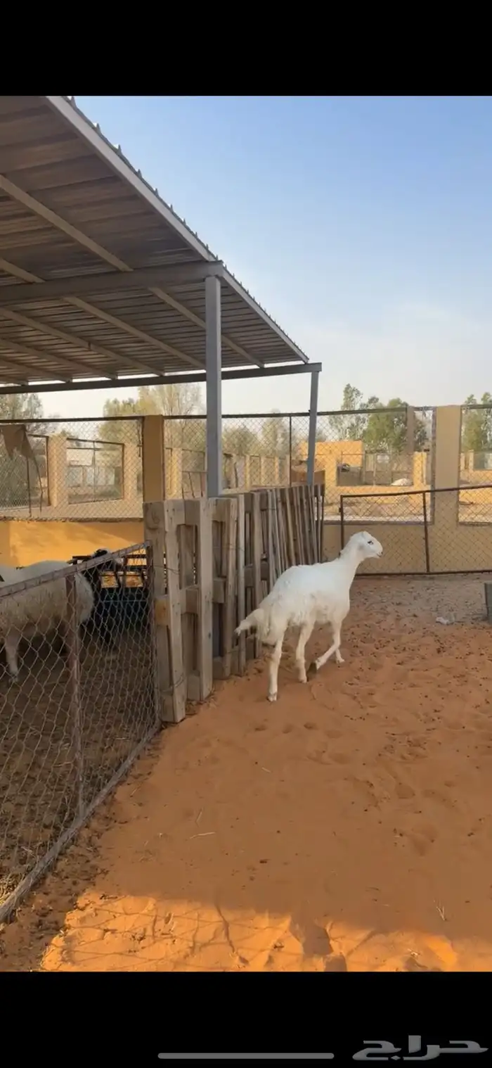 خاروف حري فاخر 3