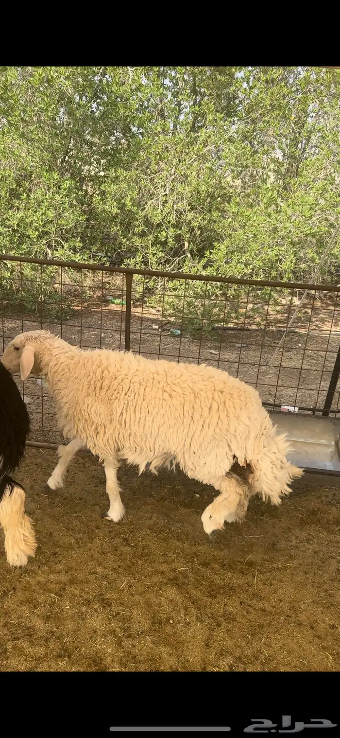 للبيع رخال حريه ونجديه طيبات 1