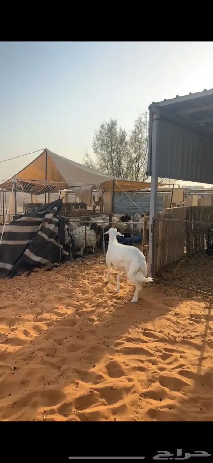 خاروف حري فاخر 2