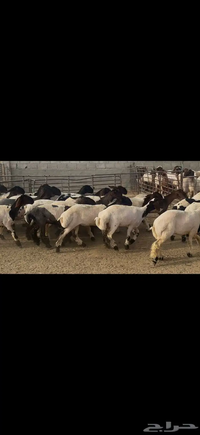 جذعات نعيم درع . 19