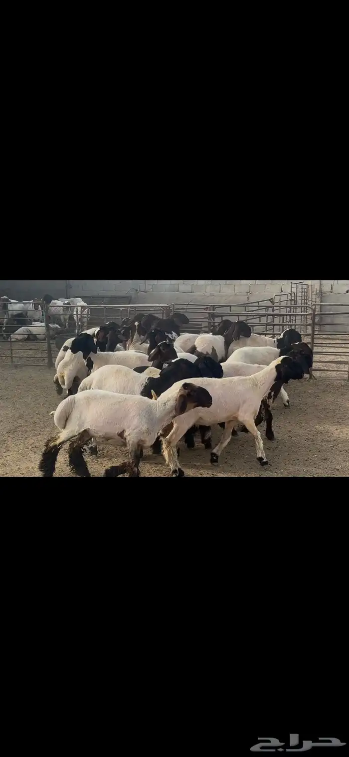 جذعات نعيم درع . 17