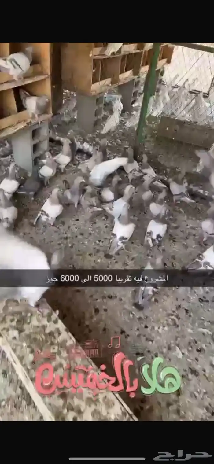 مشروع حمام لاحم فرنسي وسلفر 6