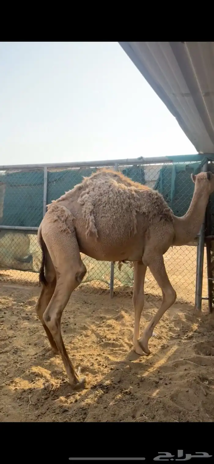 مفاريد شقح قعدان ثنين طيبات مقفله شحمه الخرج 2