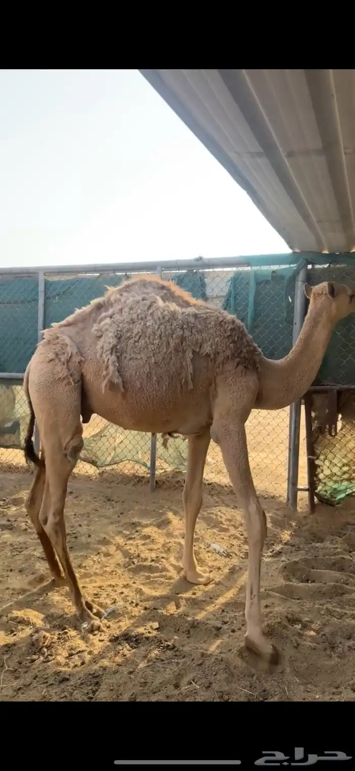 مفاريد شقح قعدان ثنين طيبات مقفله شحمه الخرج 0