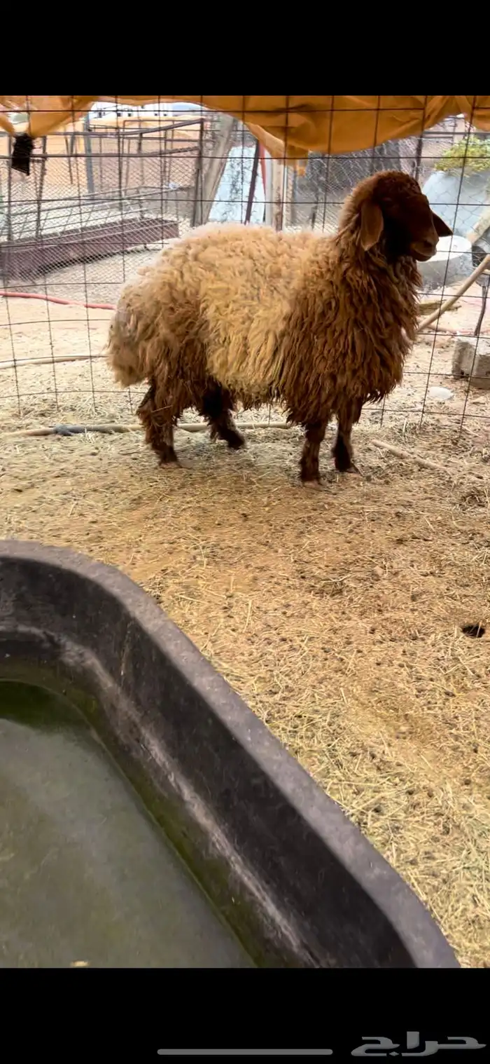 رخل ثنيه نعيمه حايل شرط و فل شحم 1